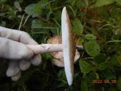 Validae