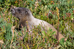 Marmota caligata