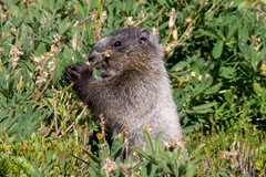 Marmota caligata