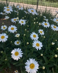 Leucanthemum