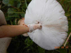 Validae