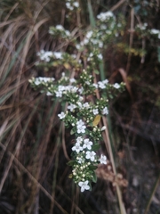 Minthostachys mollis