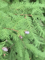 Taxodiomyia cupressiananassa