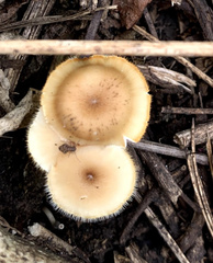 Lentinus flexipes