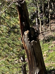 Callospermophilus lateralis