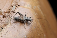 Ornebius polycomus