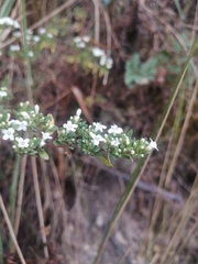 Minthostachys mollis