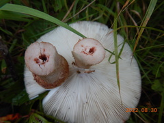Validae
