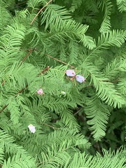Taxodiomyia cupressiananassa