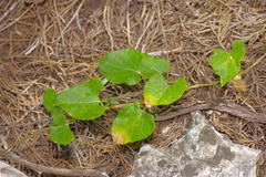Matelea edwardsensis