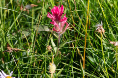 Castilleja parviflora