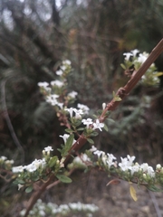 Minthostachys mollis