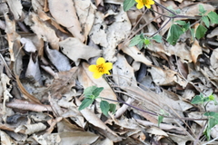 Sclerocarpus uniserialis