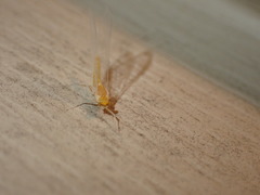 Ephemerellidae