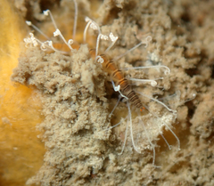 Amblyosyllis nigrolineata