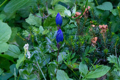 Gentiana