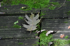 Quercus shumardii