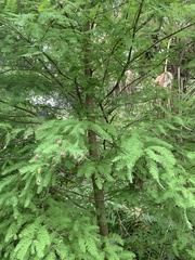 Taxodiomyia cupressiananassa