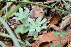 Sedum palmeri