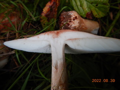 Validae