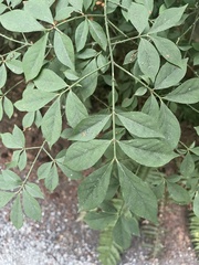Euonymus alatus