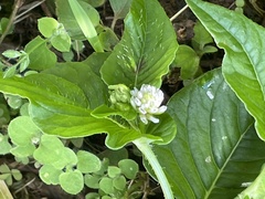 Persicaria nepalensis