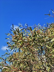 Eucalyptus leptophylla