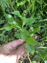 Persicaria nepalensis