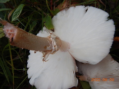 Validae