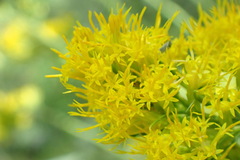 Chrysothamnus viscidiflorus