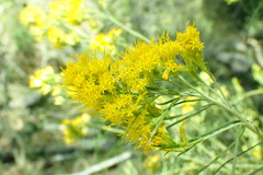 Chrysothamnus viscidiflorus