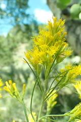 Chrysothamnus viscidiflorus