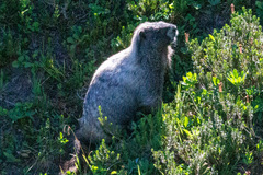 Marmota caligata
