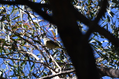 Acanthiza chrysorrhoa