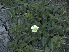 Ludwigia adscendens