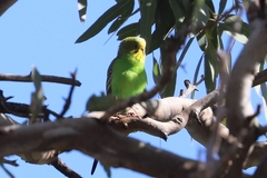Melopsittacus undulatus