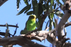 Melopsittacus undulatus