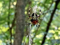 Neoscona domiciliorum