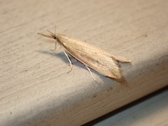 Donacaula