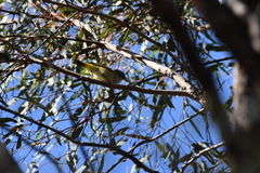 Acanthiza chrysorrhoa