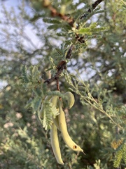 Prosopis palmeri