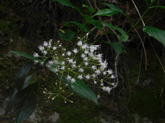 Ageratina ligustrina