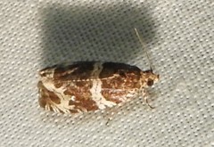 Olethreutes valdanum