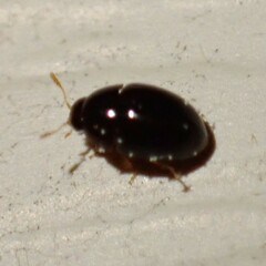 Phalacridae