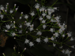 Ageratina ligustrina