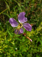 Rhexia mariana