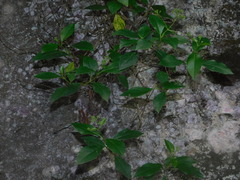 Ageratina ligustrina