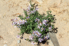 Eucephalus ledophyllus