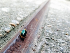 Cacoscelis marginata