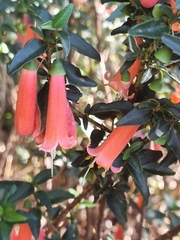 Correa pulchella